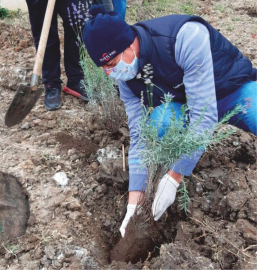 Yüksekokulumuz Bahçesinde Lavantalar Toprakla Buluştu