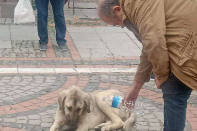 GÜNÜN EN ANLAMLI KARESİ