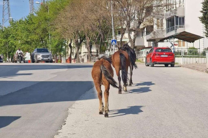 ATLAR GERİ DÖNDÜ!