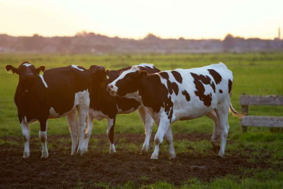 KURBAN KESİM BEDELLERİ AÇIKLANDI