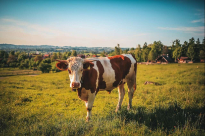 EDİRNE’DE KURBANLIK FİYATLARI AÇIKLANDI