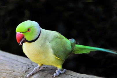 MUHABBET KUŞU TÜYOSU VERDİ