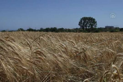 BUĞDAY VE ARPA FİYATLARI TRAKYA ÇİFTÇİSİNİN BEKLENTİSİNİ KARŞILADI