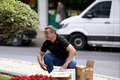 ARILAR CADDEDE OĞUL VERDİ