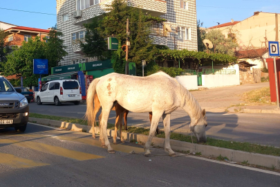 BAŞIBOŞ ATLAR TRAFİĞİ TEHLİKEYE SOKUYOR