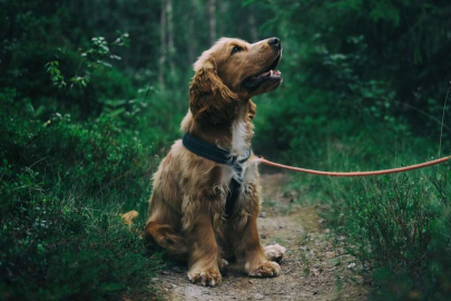 KÖPEĞE EZİYET