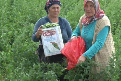 SICAK HAVAYA RAĞMEN MÜZİK EŞLİĞİNDE BEZELYE HASADI