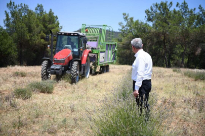 KEŞAN’DA LAVANTA HASADI BAŞLADI