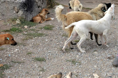 KÖPEK SALDIRISINA UĞRADI