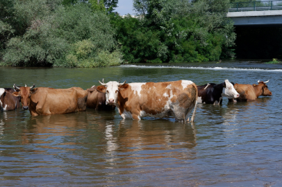 TUNCA NEHRİ’NDE SERİNLETİYOR