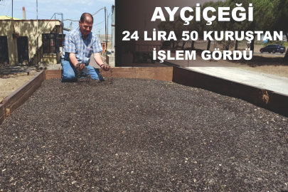 AYÇİÇEĞİ 24 LİRA 50 KURUŞTAN İŞLEM GÖRDÜ