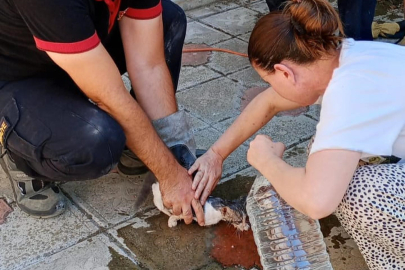 SIKIŞAN YAVRU KEDİ KURTARILDI