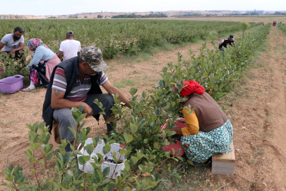 SÜPER MEYVE ARONYANIN HASADINA BAŞLANDI