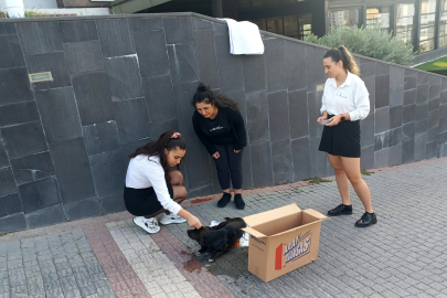 YAVRU KÖPEK İÇİN SEFERBER OLDULAR