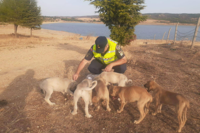 YAVRU KÖPEKLER KORUMA ALTINDA