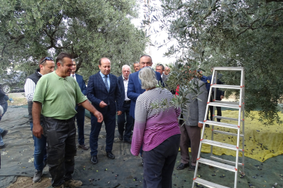 TEKİRDAĞ’DA ZEYTİN HASADI BAŞLADI