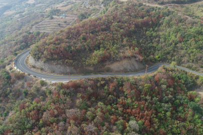 ORMANLARDA SONBAHAR RENKLERİ