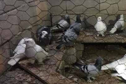 Keşan’da güvercin hırsızlığı
