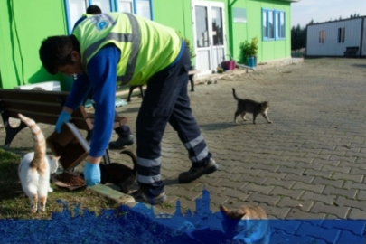 Tekirdağ’da sokak hayvanlarına besleme çalışması