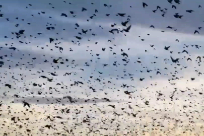 Tekirdağ’da sığırcık kuşları izleyenleri mest etti