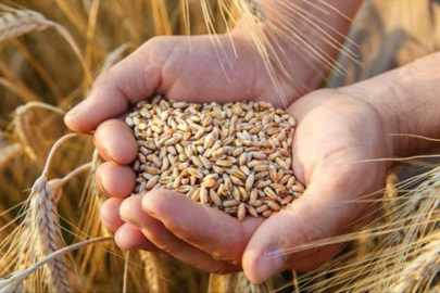 ETB’de Buğday ve Ayçiçeği fiyatı açıklandı