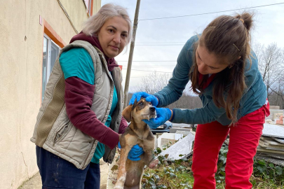 Yaralı köpek tedavi altına alındı