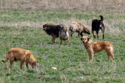 Sokak köpeği parmağını ısırdı