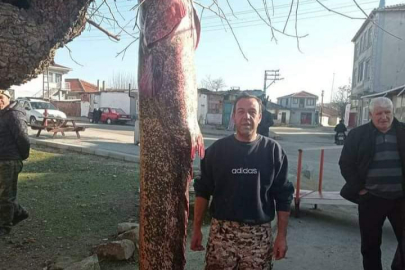 2 metre 30 santimetrelik yayın balığı yakalandı