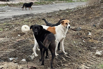 Köpeklerin toplanmasını istedi