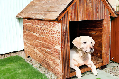 Çiftleştirmek için verdiği köpeği kayboldu