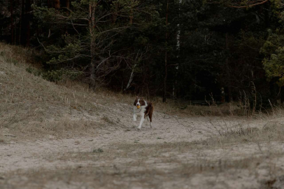 Komşunun köpekleri çocuğa saldırdı