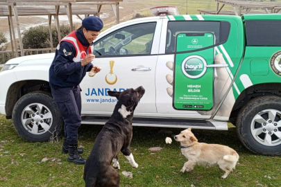 Sahipsiz hayvanlara jandarma sahip çıktı