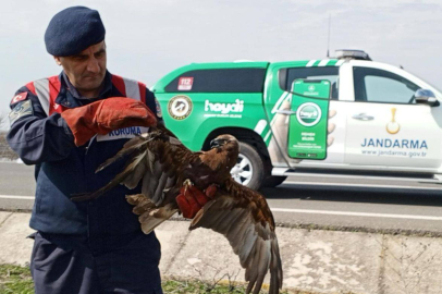 Yaralı şahini jandarma kurtardı