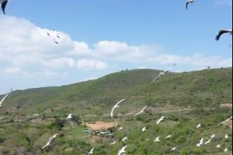 Tekirdağ’da pelikanların göçü muhteşem görüntülere sahne oldu