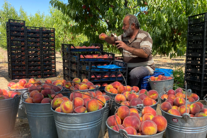 Bu yıl 150 bin ton şeftali ve nektarin üretimi bekleniyor