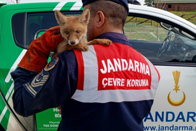 Edirne'de Yavru Tilki Kurtarıldı ve Doğaya Salındı