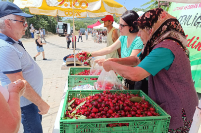 Tadıyla Ünlü Enez Çeribaşı Kirazının Hasat Sezonu Başladı