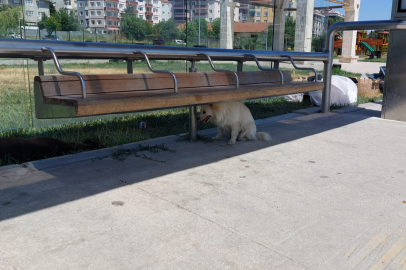 Sıcak Hava Hayvanları Olumsuz Etkiliyor