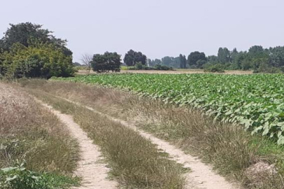 Tarımsal Alanlarda Yol Çalışması