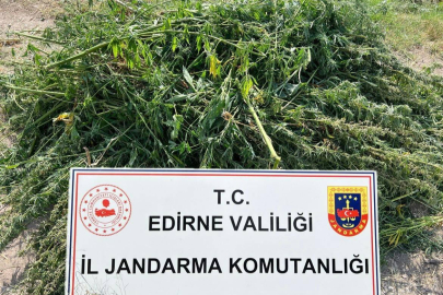 Edirne’de Binlerce Kök Kenevir Ele Geçirildi