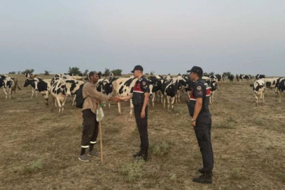 Merada Kaybolan 97 Büyükbaş Hayvan Dron Yardımıyla Bulundu