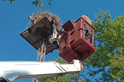 Yuvadan Düşen Yavru Leyleğe Yardım Eli