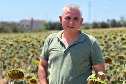 Edirne'de Ayçiçeği Ekili Tarlalar Kurudu, Ürünlerin Gelişimi Durdu