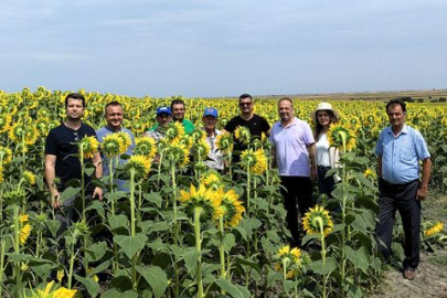 Ayçiçeği Tohumu Ekimi Yapan Üreticilerin Tarlaları İncelendi