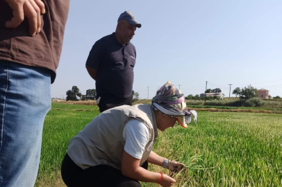 Enez’de Çeltik Ekimi Kontrolü