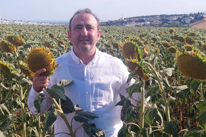 Yerli Ayçiçeği Kuraklığa Meydan Okuyor