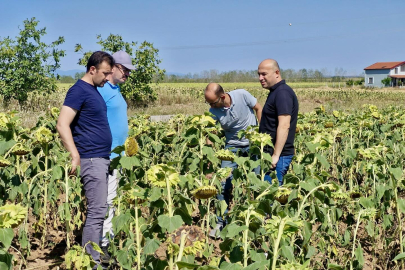 Kırklareli'nde Ayçiçek Tarlalarında Kuraklık ve Sıcaklık İncelemesi