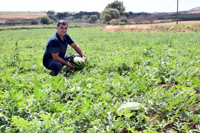 Tekirdağ'da Karpuzda 'Kırmızı Örümcek' Zararı