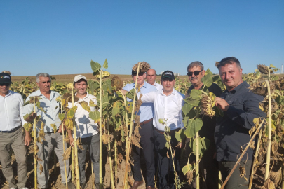 Yerli Ve Milli Hibrit Ayçiçeği Tohumu Tanıtım ve Hasadı Yapıldı