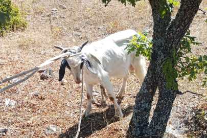 Kırklareli'nde Mağarada Mahsur Kalan Keçiyi AFAD Kurtardı